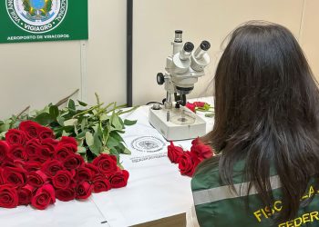 Dia dos Namorados terá reforço de 50 toneladas de rosas colombianas