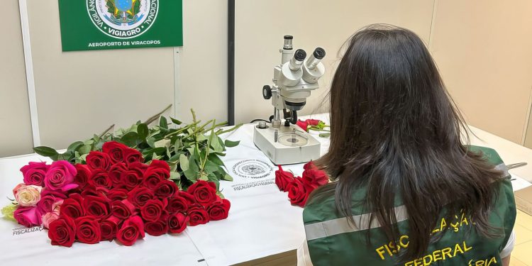 Dia dos Namorados terá reforço de 50 toneladas de rosas colombianas