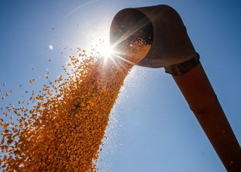 Conab estima produção de grãos em 315,8 milhões de toneladas