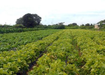 Ministérios assinam acordo para impulsionar agricultura familiar