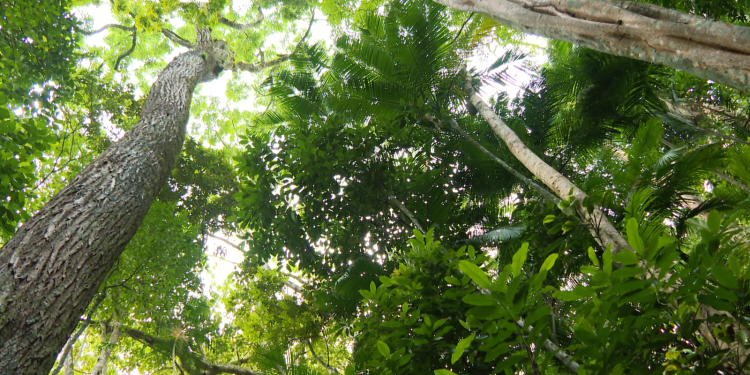 Edital destina R$ 25 milhões à recuperação da Mata Atlântica no Rio