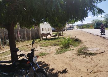 Secretário de Agricultura confirma intensificação de apreensões de animais em vias públicas