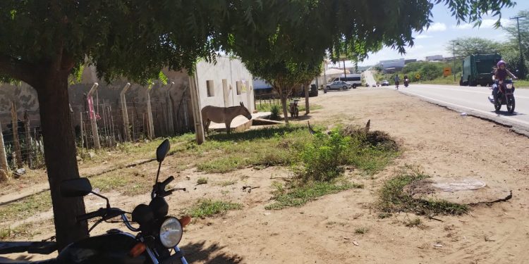 Secretário de Agricultura confirma intensificação de apreensões de animais em vias públicas Secretário de Agricultura confirma intensificação de apreensões de animais em vias públicas