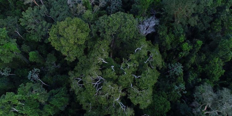 Brasil tem importante papel na redução das mudanças climáticas