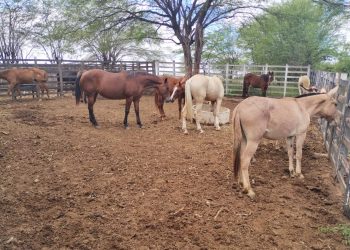 Secretário de Agricultura continua intensificação de apreensões de animais em vias públicas