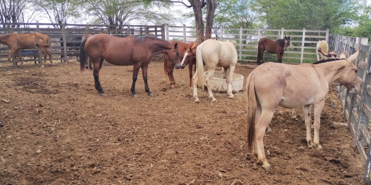 Secretário de Agricultura continua intensificação de apreensões de animais em vias públicas