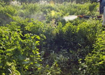 Maioria do STF vota por derrubar trechos de decreto sobre agrotóxicos