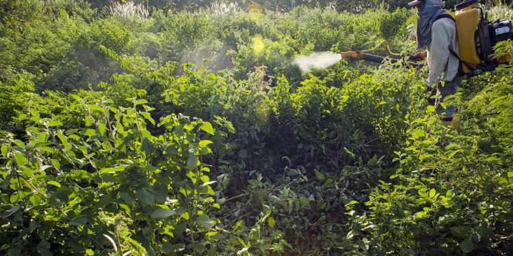 Maioria do STF vota por derrubar trechos de decreto sobre agrotóxicos