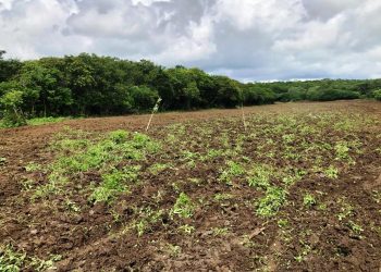 Secretaria de Agricultura inicia cortes de terra nesta sexta. Confira comunidades que abrem programação