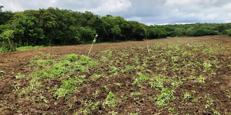 Secretaria de Agricultura inicia cortes de terra nesta sexta. Confira comunidades que abrem programação