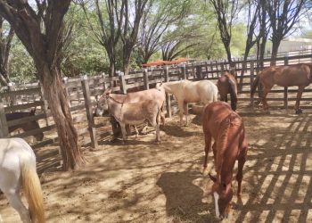 Prefeitura de Monteiro intensifica fiscalização sobre animais soltos