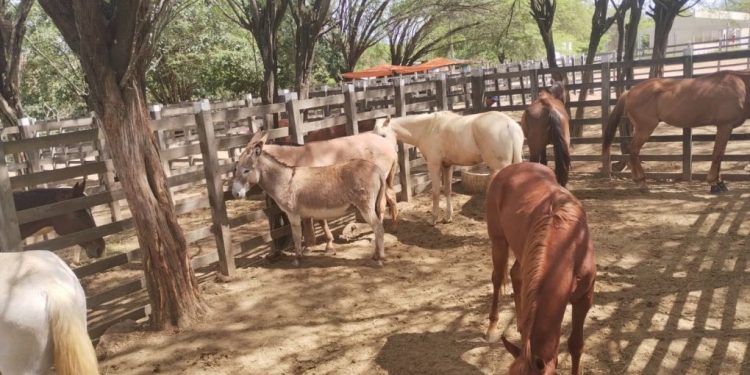Prefeitura de Monteiro intensifica fiscalização sobre animais soltos