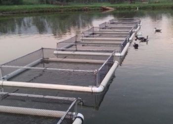 Secretaria de Agricultura de Campina Grande elabora “Projeto Piloto” de piscicultura em tanques-rede