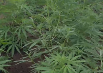 AÇÃO CONJUNTA: Polícia Civil localiza plantação de maconha e prende sete pessoas em Taperoá