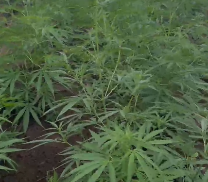 AÇÃO CONJUNTA: Polícia Civil localiza plantação de maconha e prende sete pessoas em Taperoá