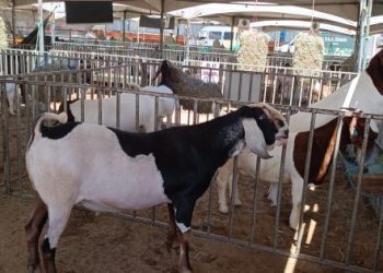 Criadores de Monteiro têm até 31 de maio para atualizar o cadastro dos rebanhos