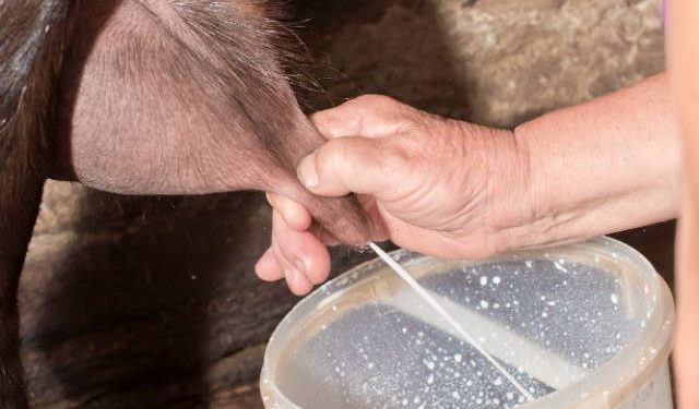 Prefeitura de Sumé paga incentivo aos produtores de leite de leite de cabra