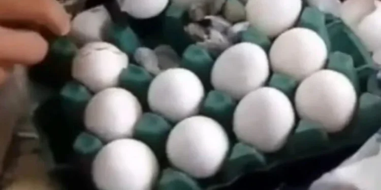 Maconha é apreendida dentro de ovos no Presídio de Igarassu-PE