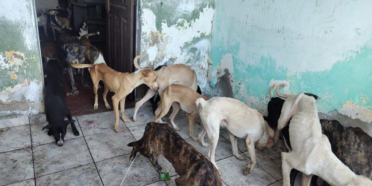 MAUS-TRATOS: Polícia Civil prende homem acusado de manter cerca de 40 cães em situação de abandono