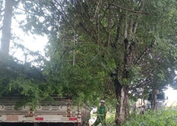 Equipes da Sesuma realizaram cerca de 5 mil podas de árvores neste ano