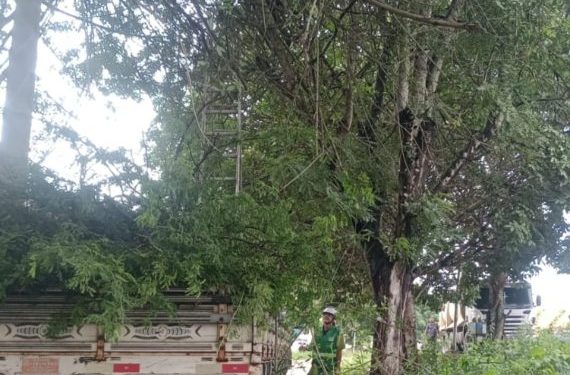 Equipes da Sesuma realizaram cerca de 5 mil podas de árvores neste ano