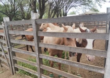 Prefeitura intensifica apreensão de animais soltos para garantir segurança e bem-estar da população