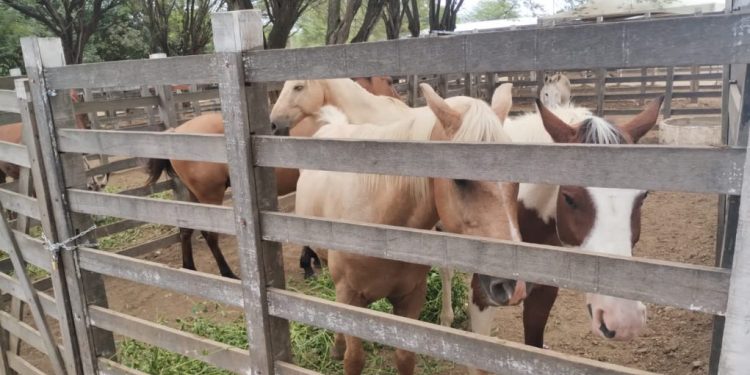 Prefeitura intensifica apreensão de animais soltos para garantir segurança e bem-estar da população