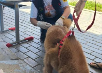 Monteiro vacina mais de 3 mil animais entre cães e gatos contra raiva, e campanha reforça proteção animal e humana