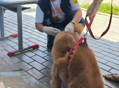 Monteiro vacina mais de 3 mil animais entre cães e gatos contra raiva, e campanha reforça proteção animal e humana
