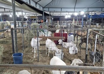 Parque de Eventos Dejinha de Monteiro abre as portas para os primeiros animais da Expo Monteiro 2025
