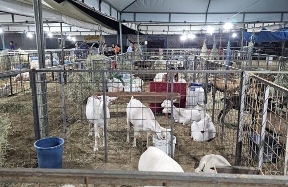 Parque de Eventos Dejinha de Monteiro abre as portas para os primeiros animais da Expo Monteiro 2025