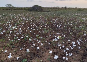 Seagri inscreve agricultores para o projeto Algodão Orgânico da Prefeitura de Campina Grande