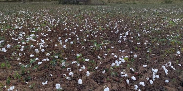 Seagri inscreve agricultores para o projeto Algodão Orgânico da Prefeitura de Campina Grande
