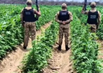 Polícia Militar descobre grande plantação de maconha na zona rural de Camalaú