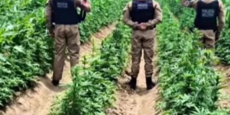 Polícia Militar descobre grande plantação de maconha na zona rural de Camalaú