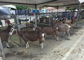 Produtores rurais ressaltam importância das feiras e exposições do agro durante a 7ª Juá Capri, em Juazeirinho