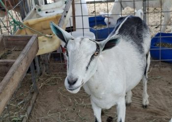 Governo da Paraíba apoia segunda edição da exposição de caprinos e ovinos, na Expo Ouro Velho