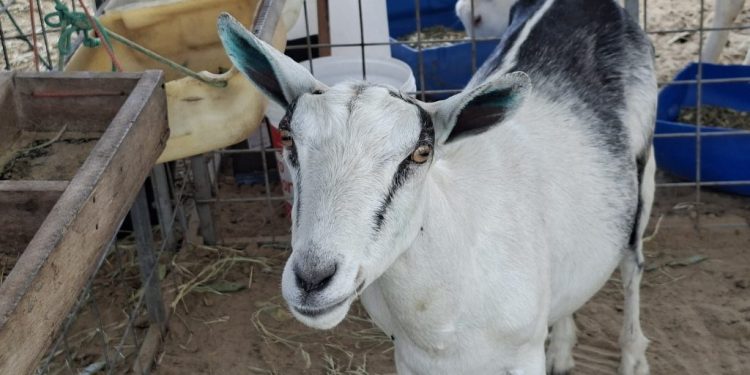 Governo da Paraíba apoia segunda edição da exposição de caprinos e ovinos, na Expo Ouro Velho