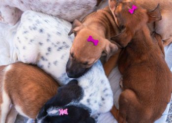 Dezembro Verde: Paraíba Pet fortalece o cuidado, a adoção responsável e o respeito à vida animal