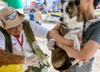 Zoonoses imunizou mais de 100 mil animais contra a raiva em 2025