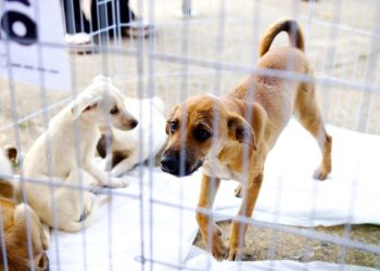 Força-tarefa resgata 90 animais e intensifica ações contra maus-tratos no Dezembro Verde