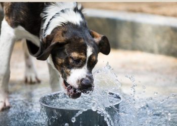 Fevereiro Roxo: Governo da Paraíba realiza ação de cuidado para pets idosos em Campina Grande