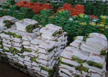 Governo da Paraíba distribui 520 toneladas de sementes com agricultores de todo Estado