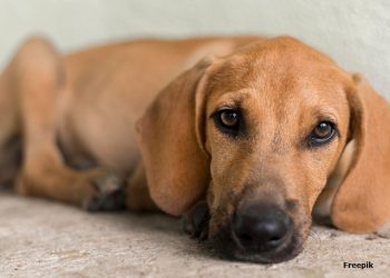 Adota + Paraíba promove ações em Campina Grande neste sábado (21)