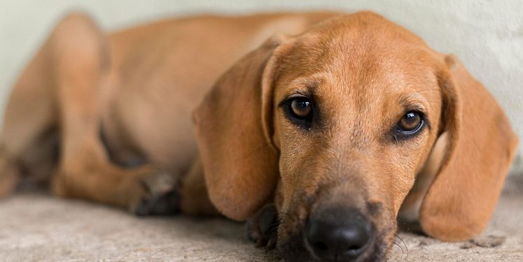 Adota + Paraíba promove ações em Campina Grande neste sábado (21)