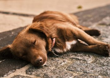 DIA “D” DE ATENDIMENTO DE ANIMAIS IDOSOS FEVEREIRO ROXO- GERÊNCIA DA CAUSA ANIMAL GOVERNO DO ESTADO