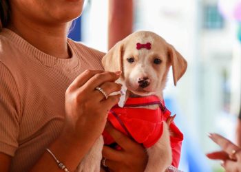 Adota + Paraíba: evento incentiva adoção responsável em João Pessoa