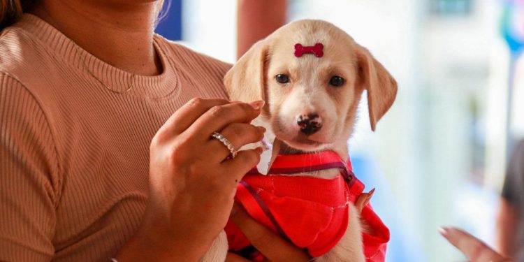 Adota + Paraíba: evento incentiva adoção responsável em João Pessoa