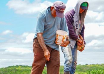 Algodão Orgânico: Prefeitura de Campina Grande inicia entrega de sementes