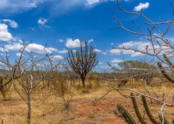 Caatinga Resiste: começa hoje operação nacional contra desmatamento no semiárido